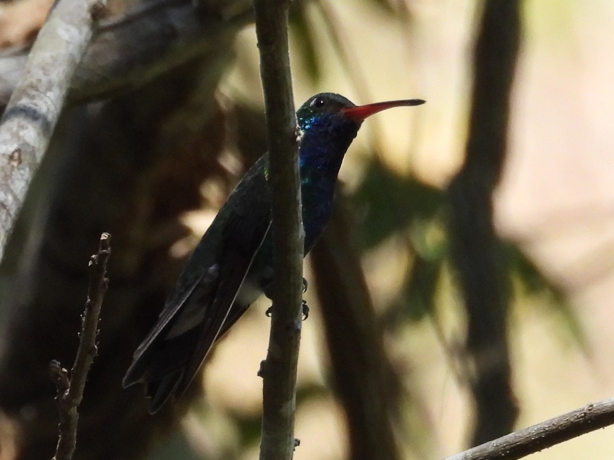 Broad-billed Hummingbird - ML614162142