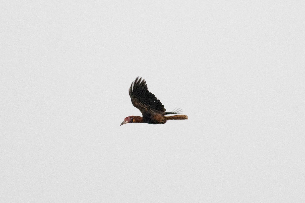 Rufous Hornbill (Southern) - ML614162270