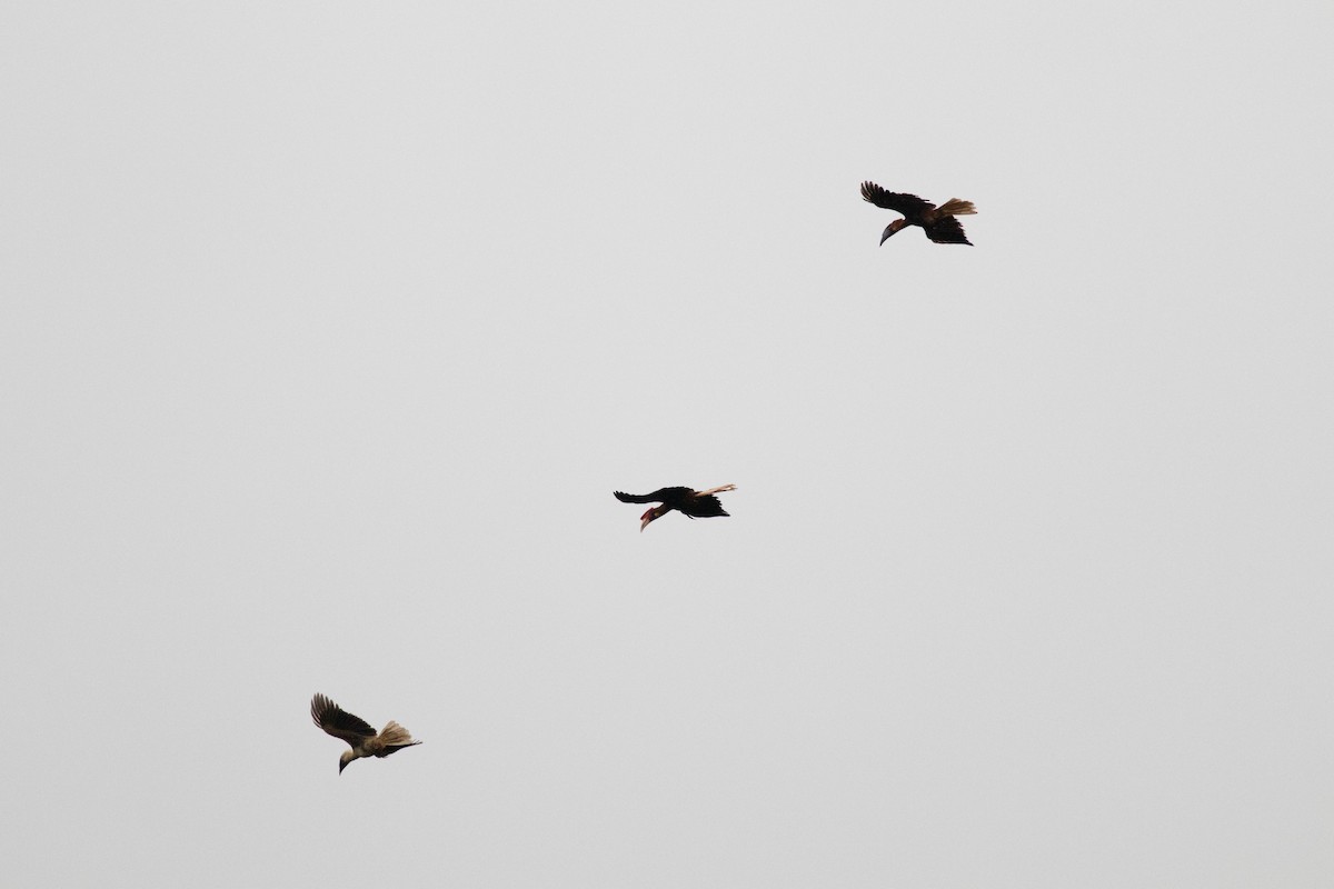 Rufous Hornbill (Southern) - Andrew Marden