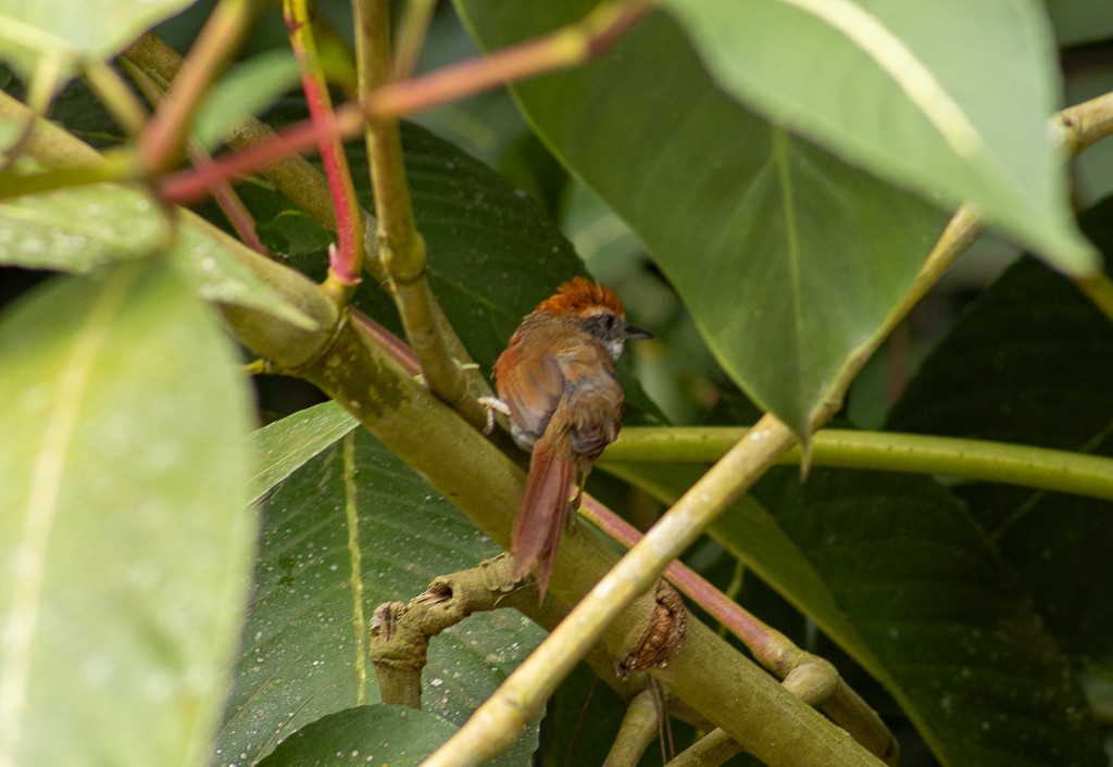 Rufous-capped Spinetail - ML614162484