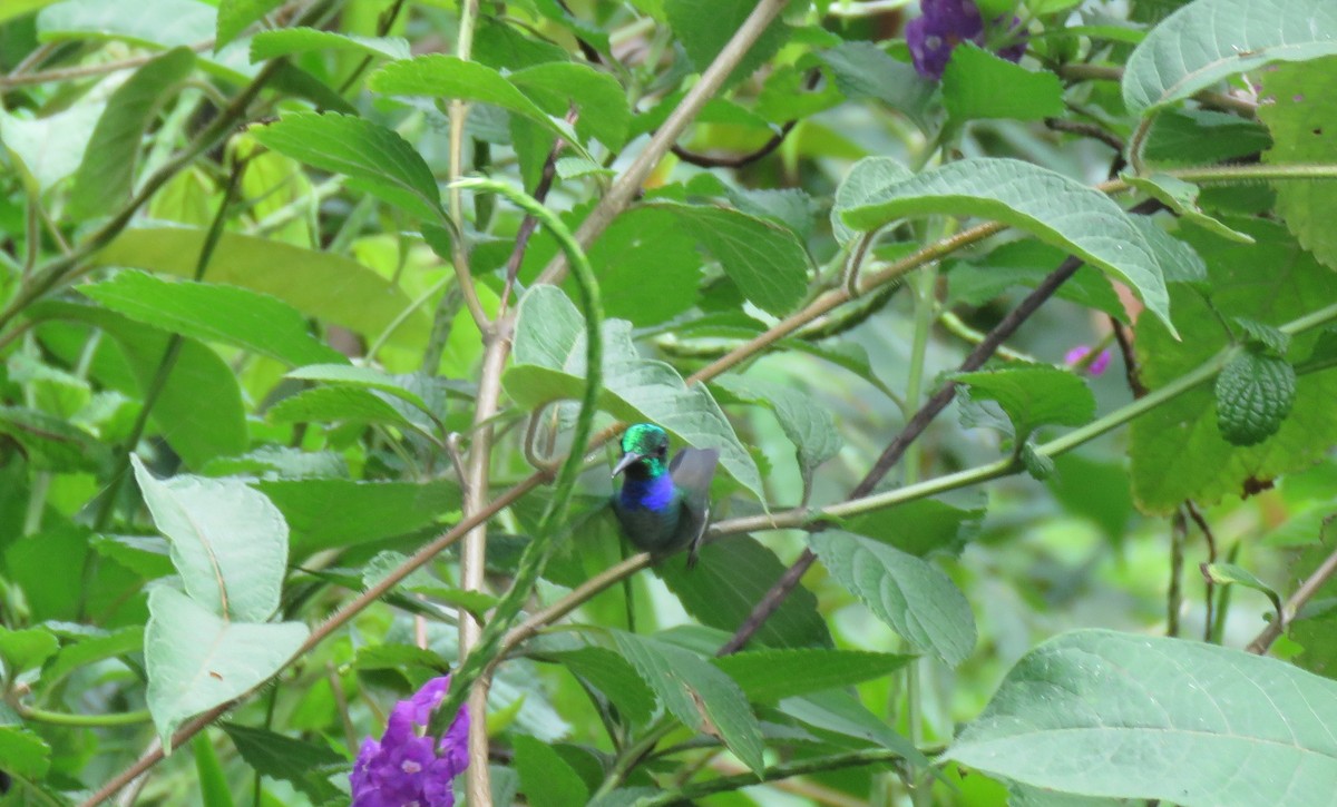 Blue-chested Hummingbird - ML614162485