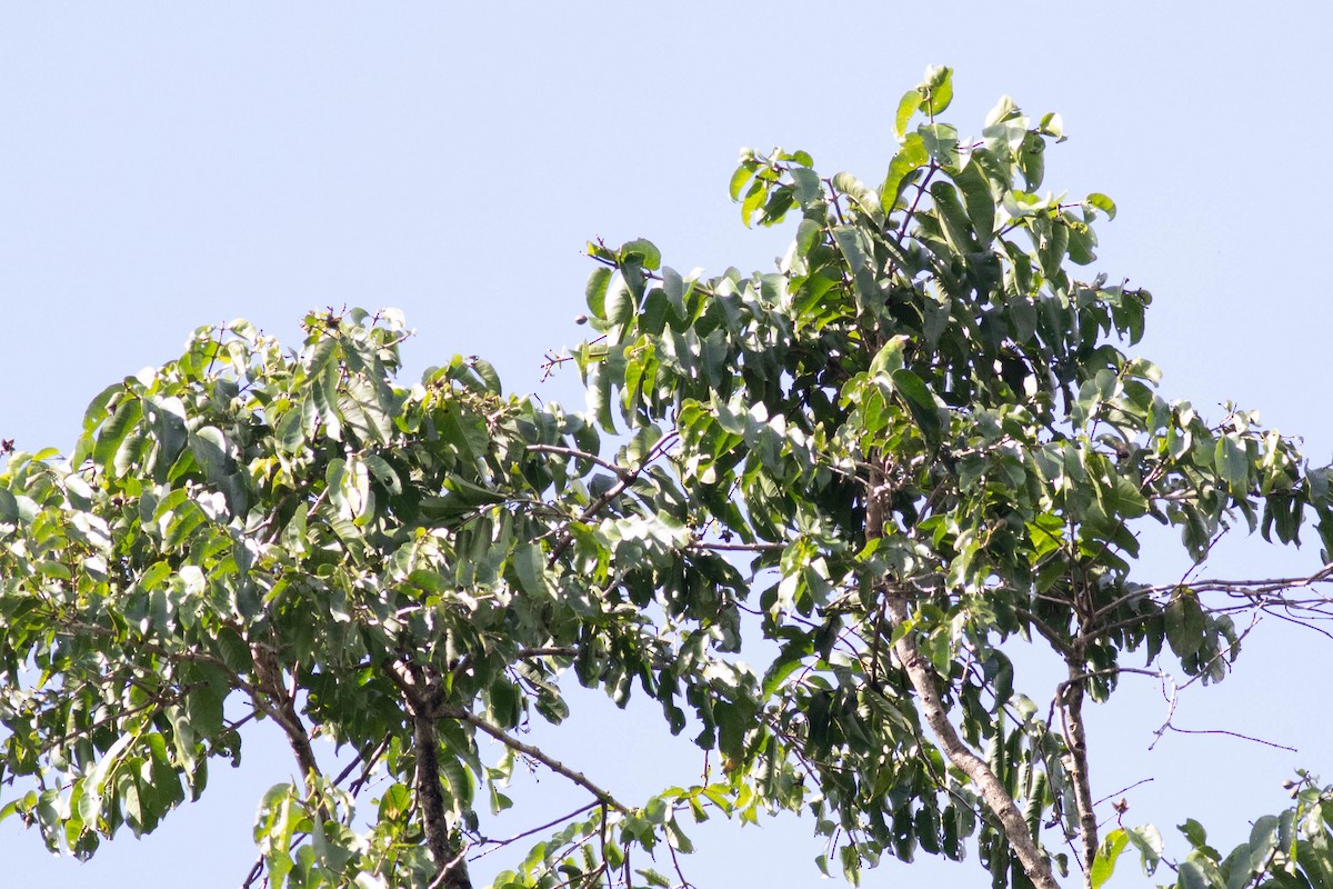 Philippinenblattvogel - ML614163028
