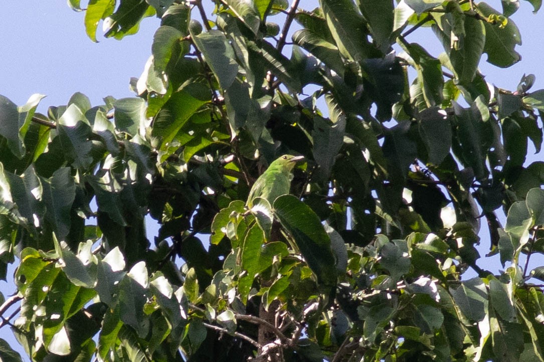 Philippine Leafbird - ML614163029