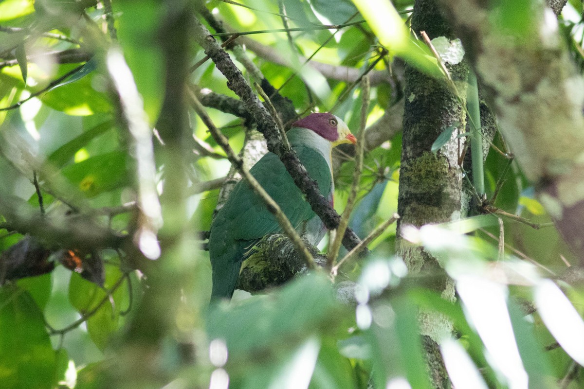 Yellow-breasted Fruit-Dove - ML614163077