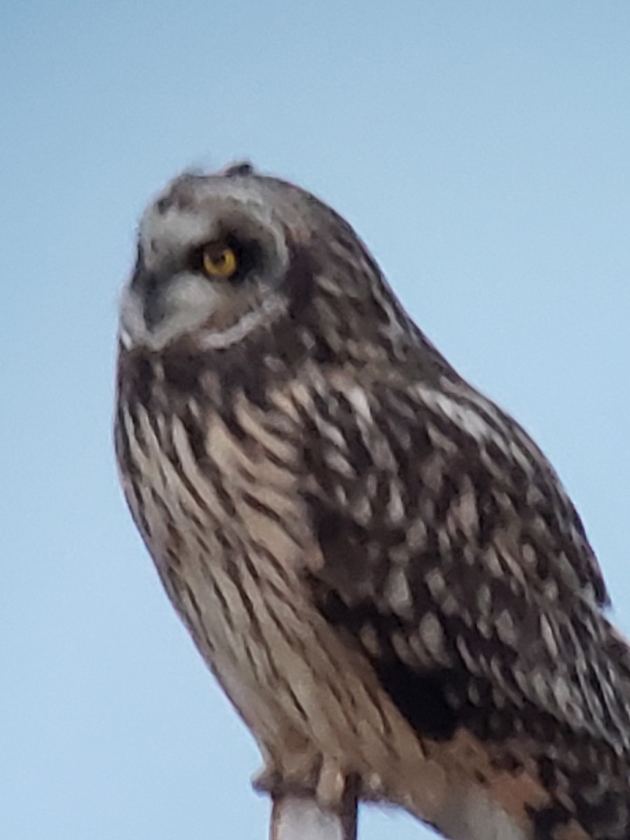 Short-eared Owl - ML614163084