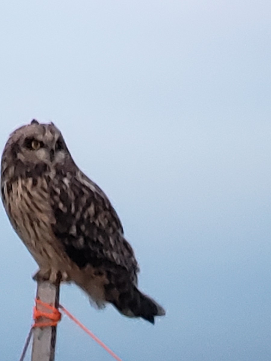 Short-eared Owl - ML614163104