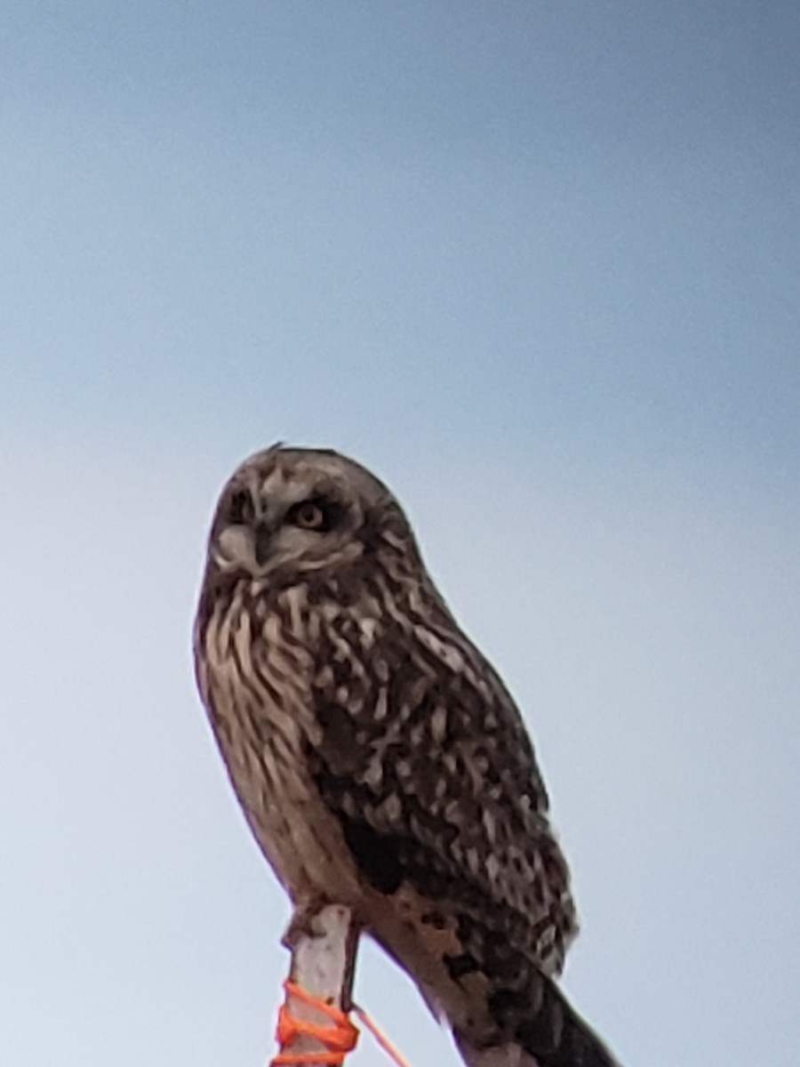 Short-eared Owl - ML614163125