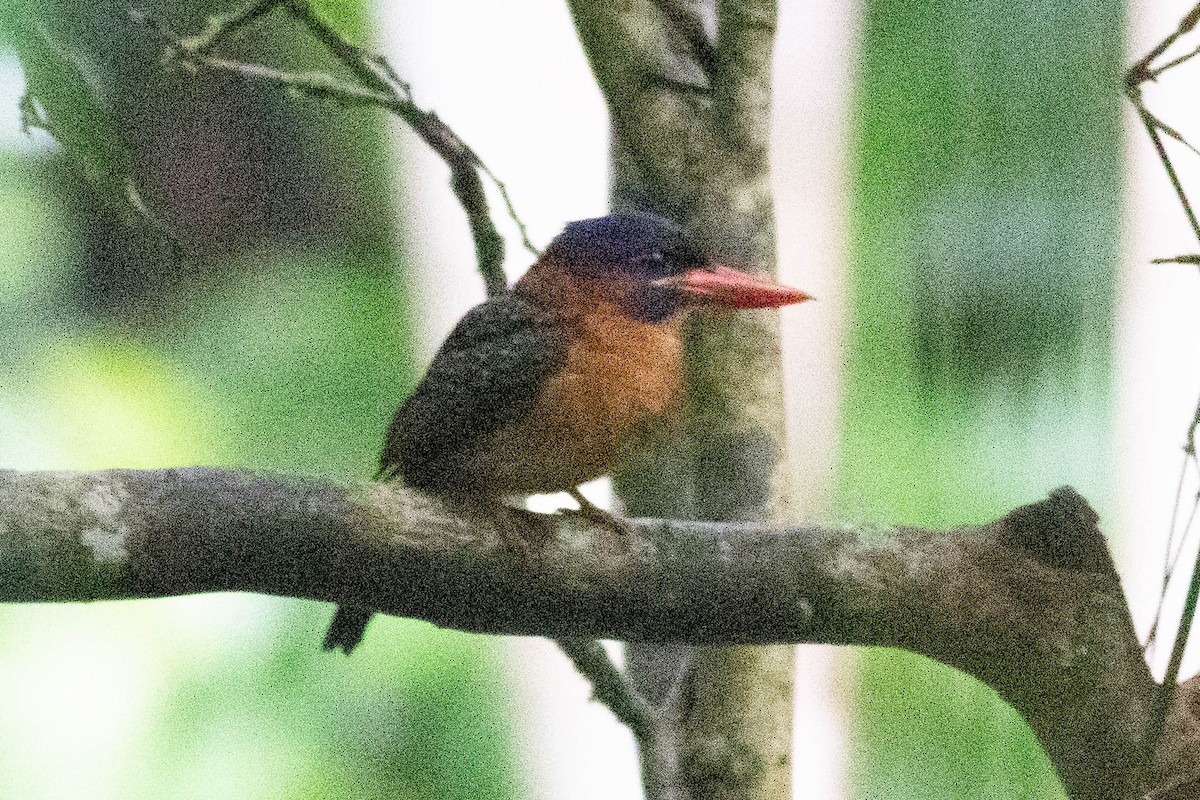 Blue-capped Kingfisher - ML614163132