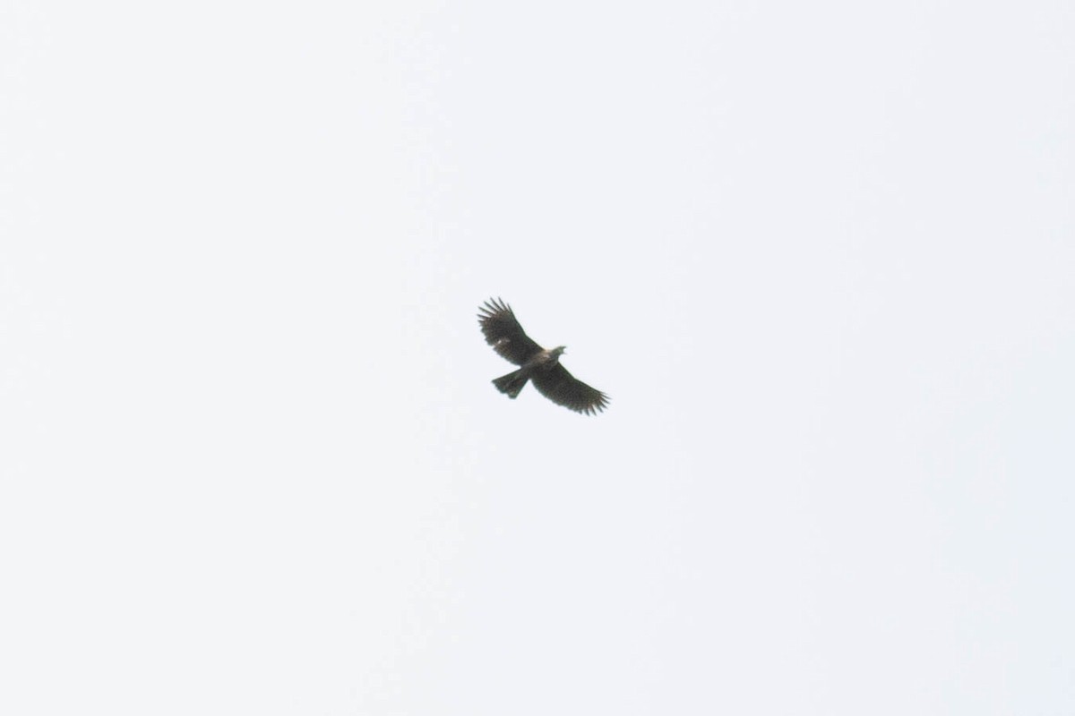 Pinsker's Hawk-Eagle - ML614163147