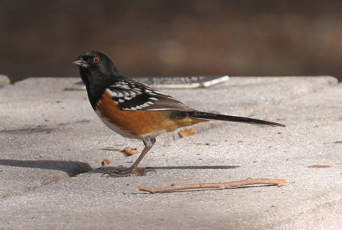 Spotted Towhee - ML614163613