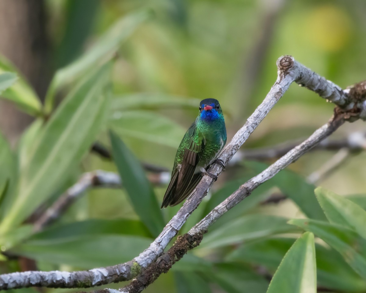kolibřík Humboldtův - ML614163698