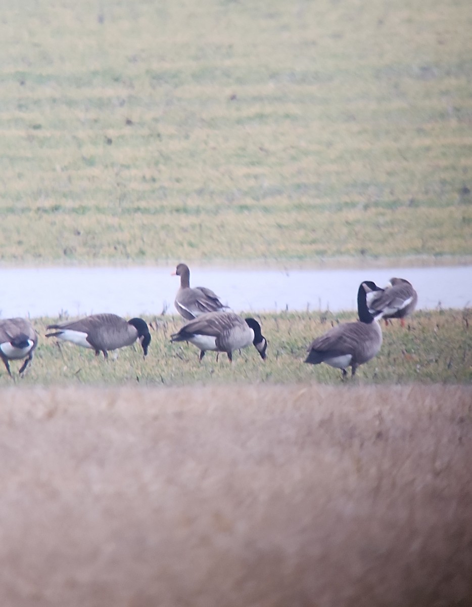 Greater White-fronted Goose - Cam Lee