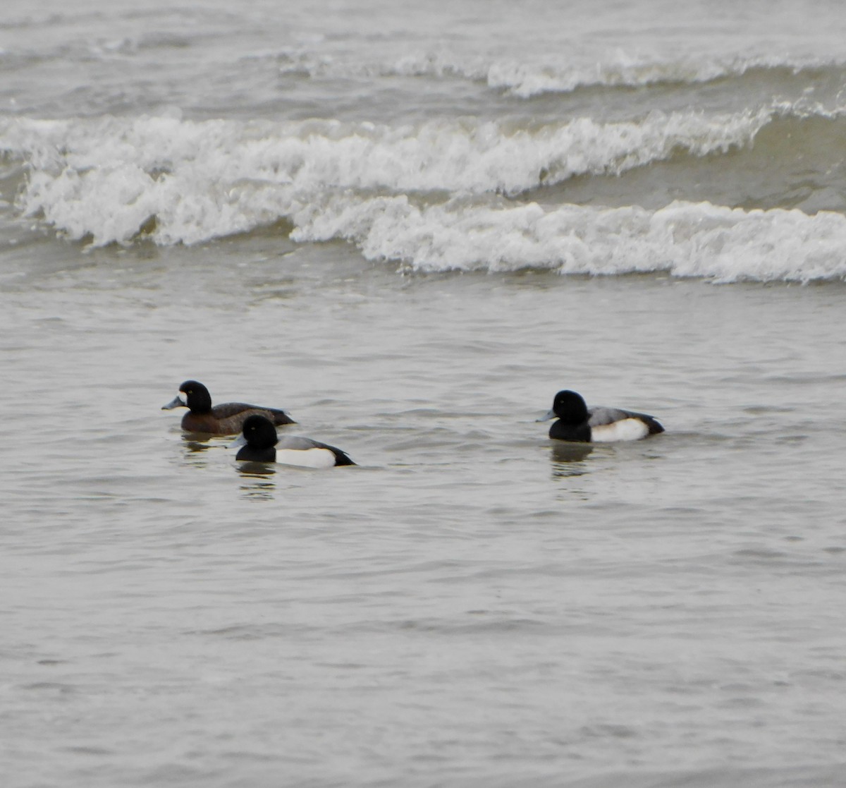 Greater Scaup - ML614163922