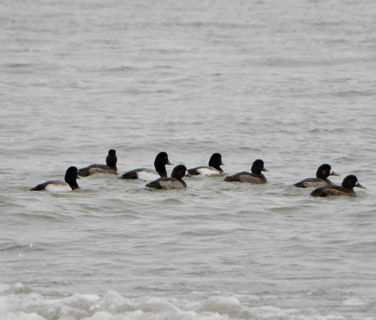 Greater Scaup - ML614163923