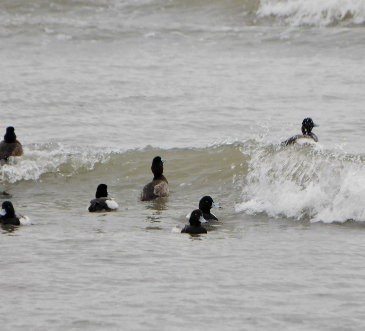 Greater Scaup - ML614163924