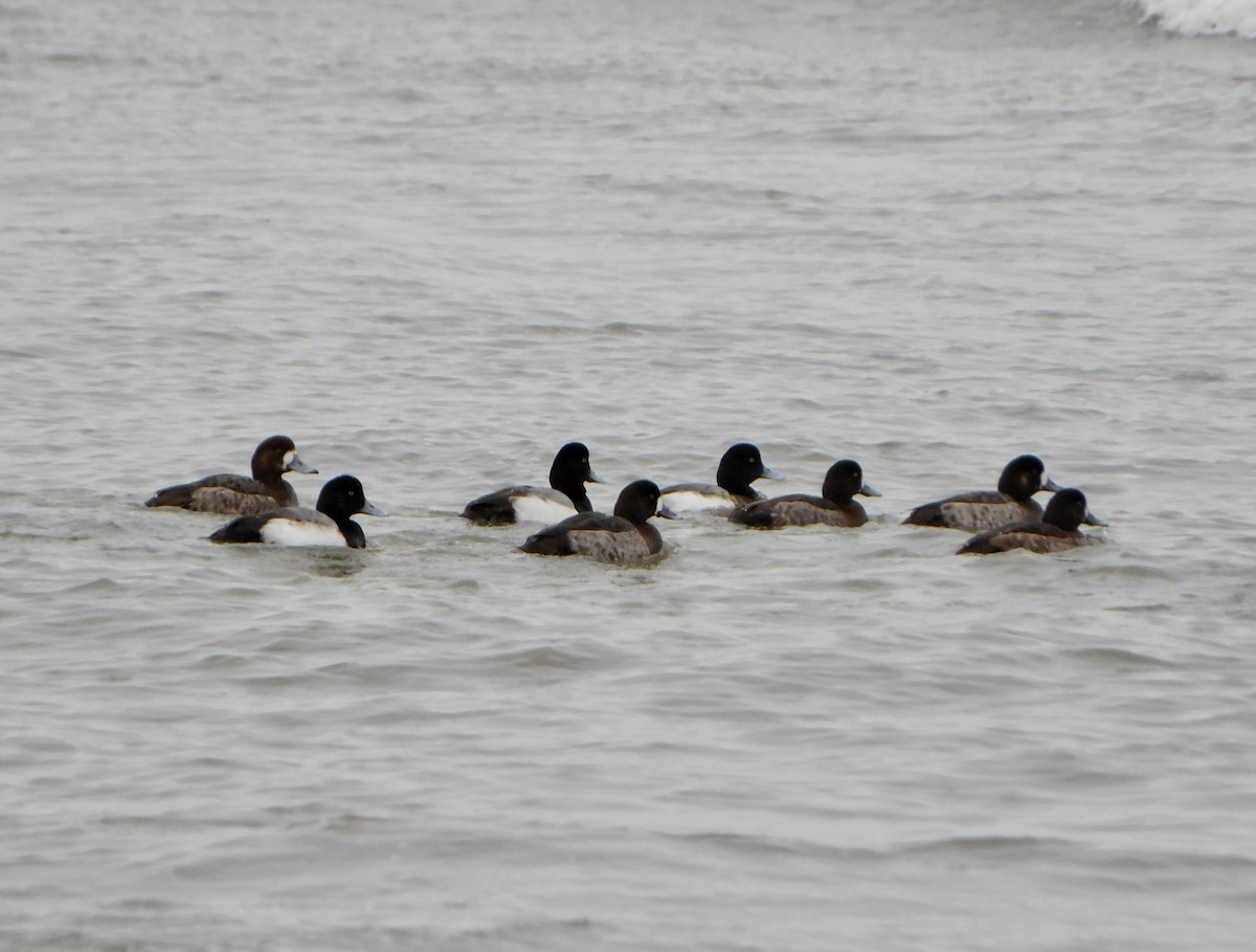 Greater Scaup - ML614163925
