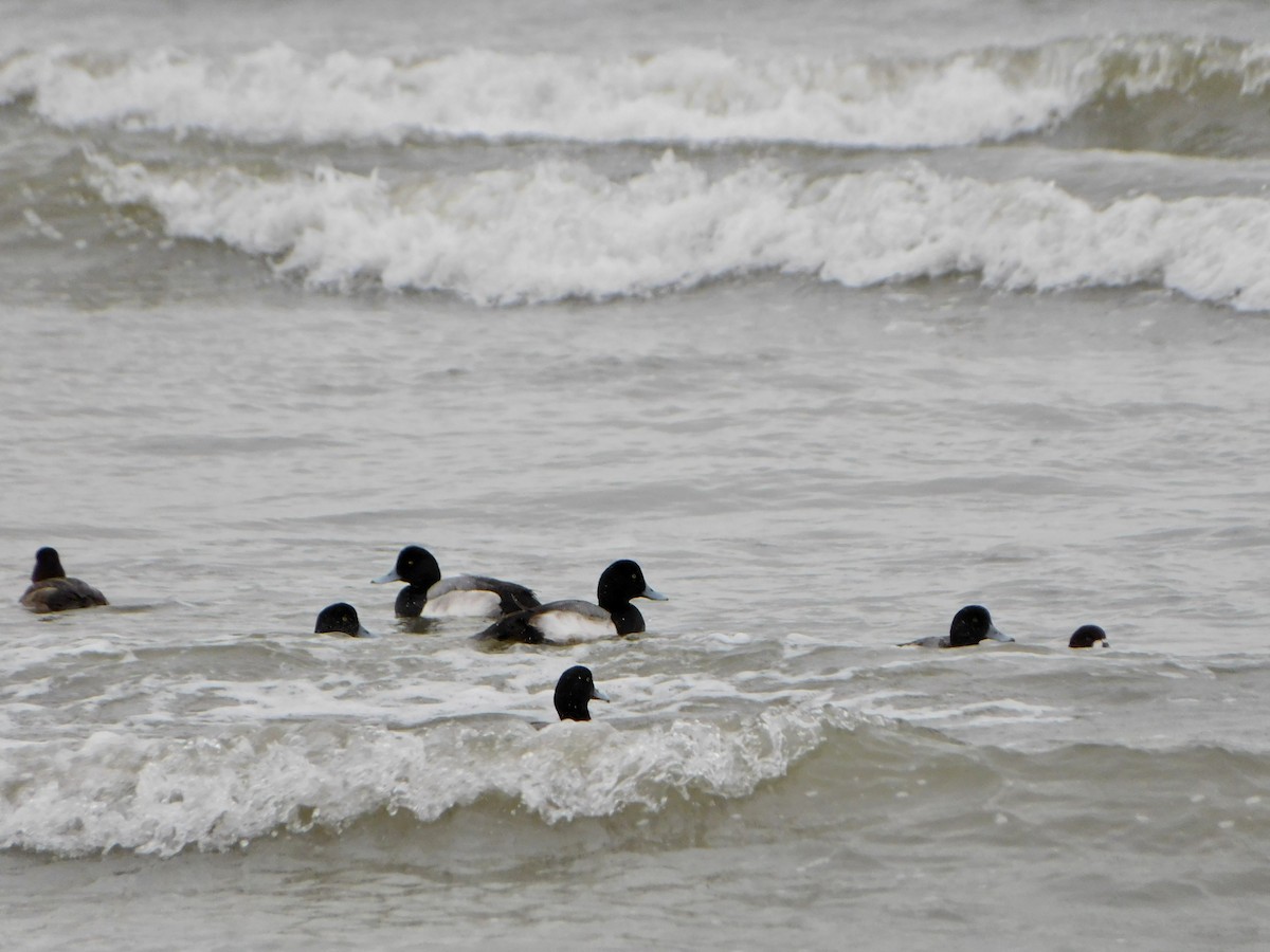Greater Scaup - ML614163926