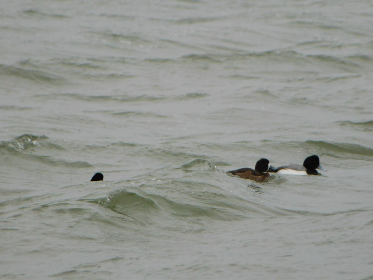 Greater Scaup - ML614163927