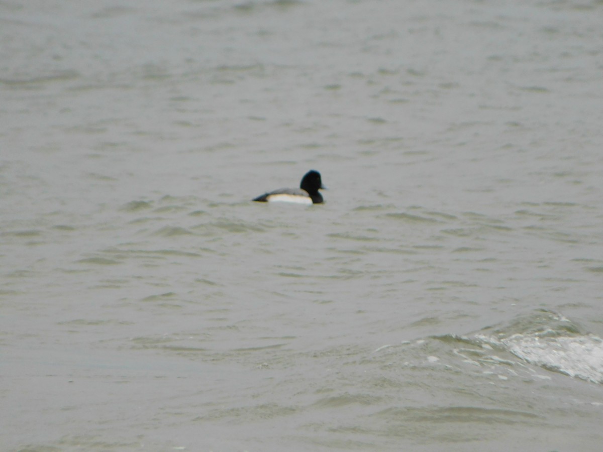 Greater Scaup - ML614163928
