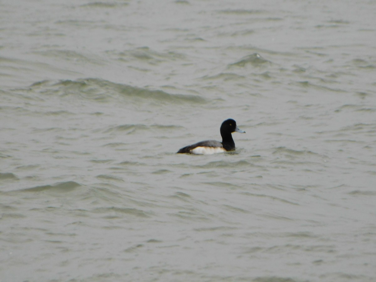 Greater Scaup - ML614163929