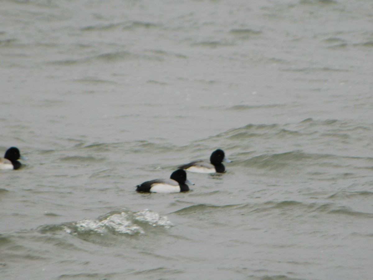 Greater Scaup - ML614163931