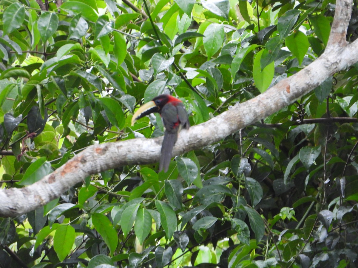 Red-necked Aracari - ML614164025