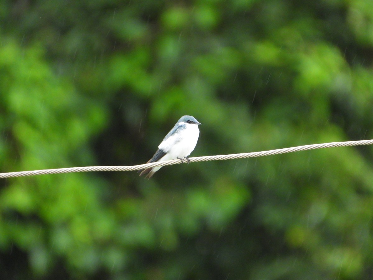 White-winged Swallow - ML614164144