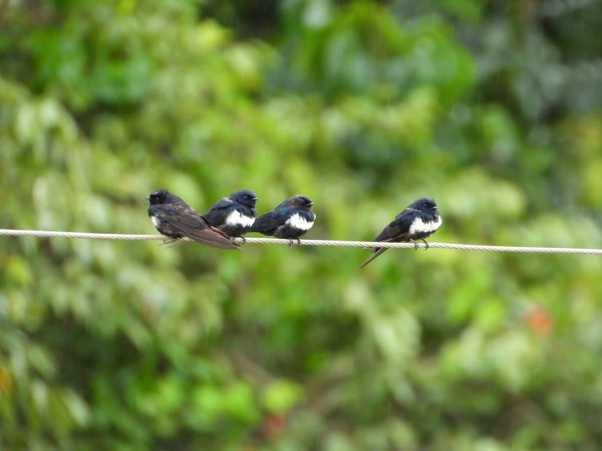 White-banded Swallow - ML614164148