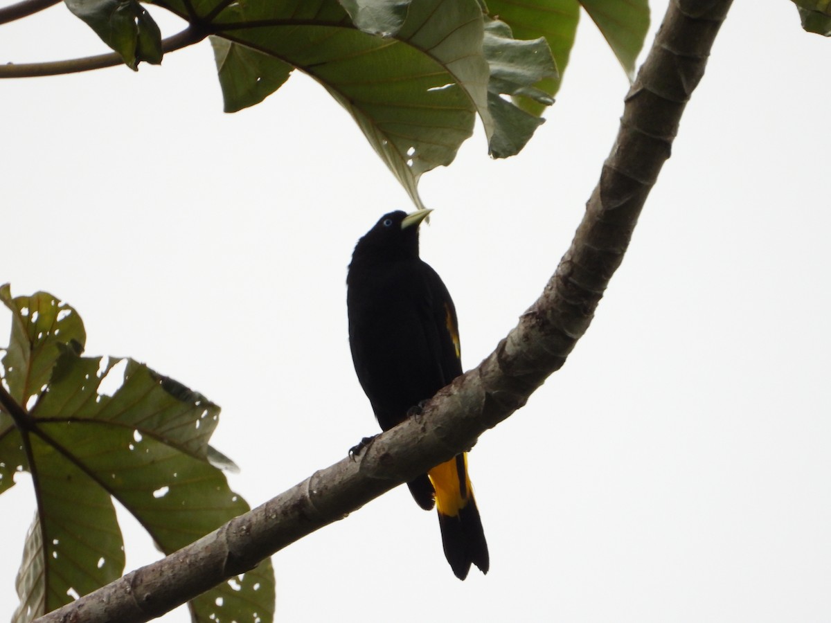 Yellow-rumped Cacique - ML614164150
