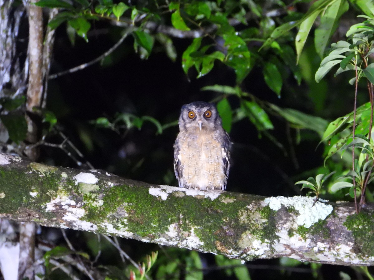 Tawny-bellied Screech-Owl (Austral) - ML614164521
