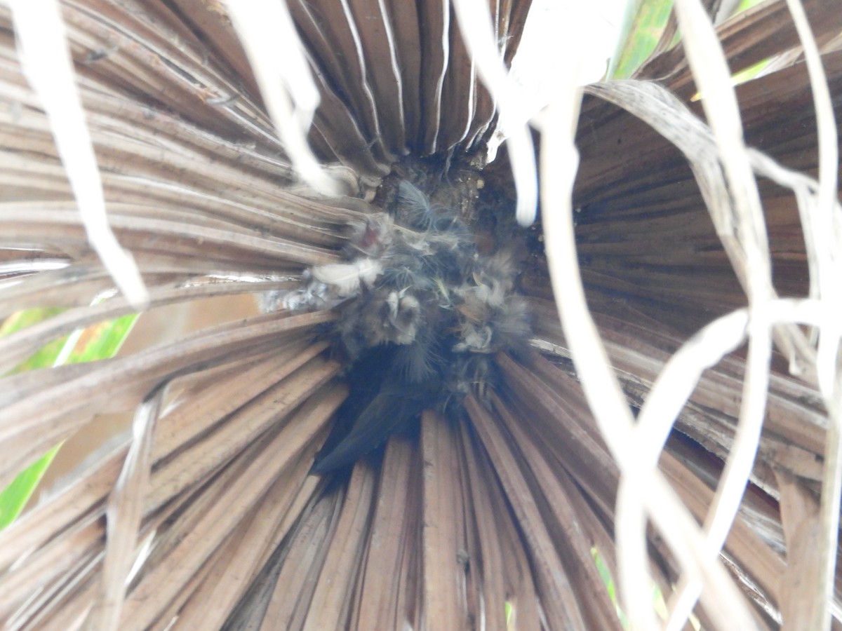 Fork-tailed Palm Swift - Rogerio Eduardo  Almeida Barboza