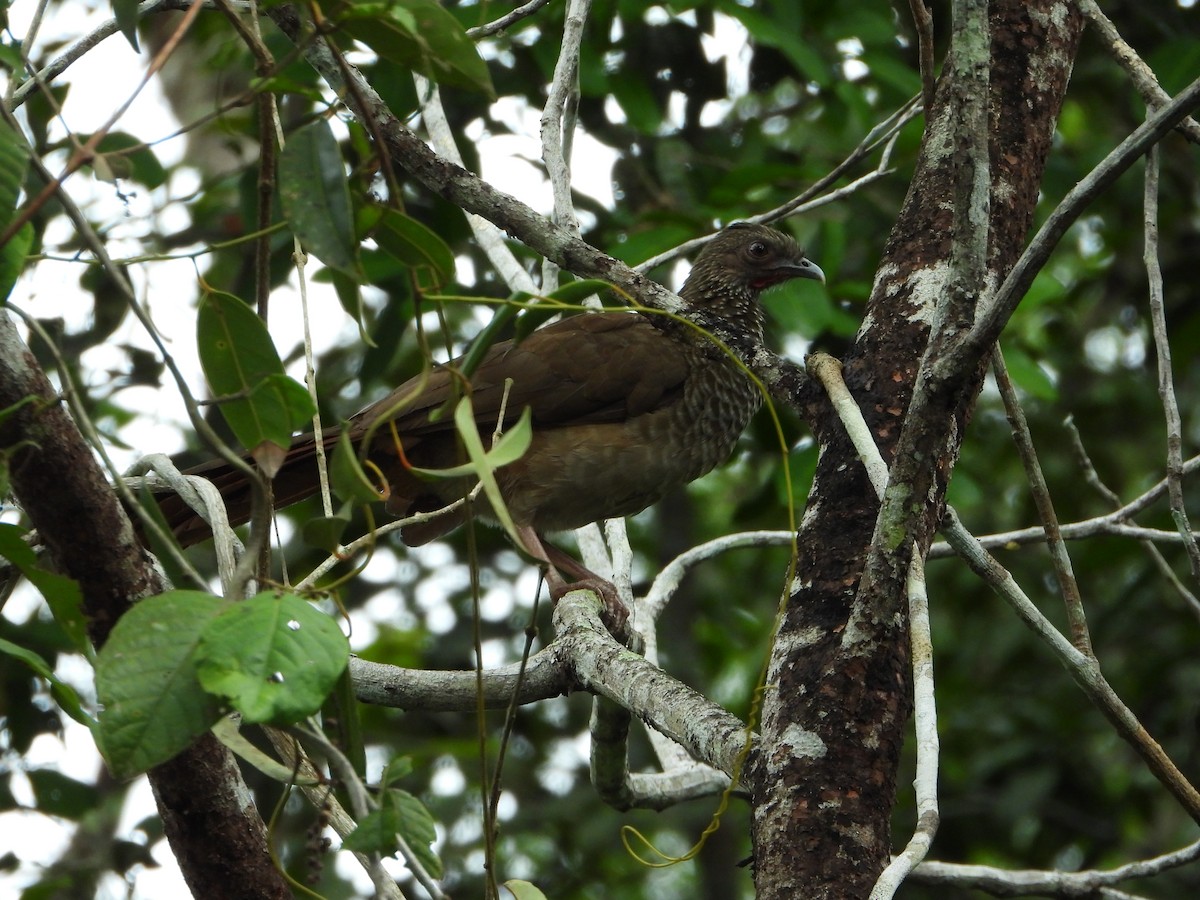 Speckled Chachalaca (Speckled) - ML614164662