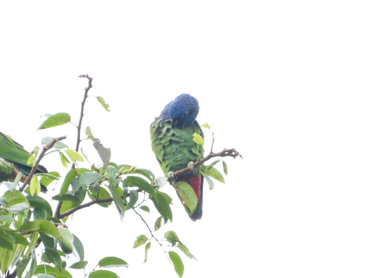 Blue-headed Parrot (Blue-headed) - ML614164752