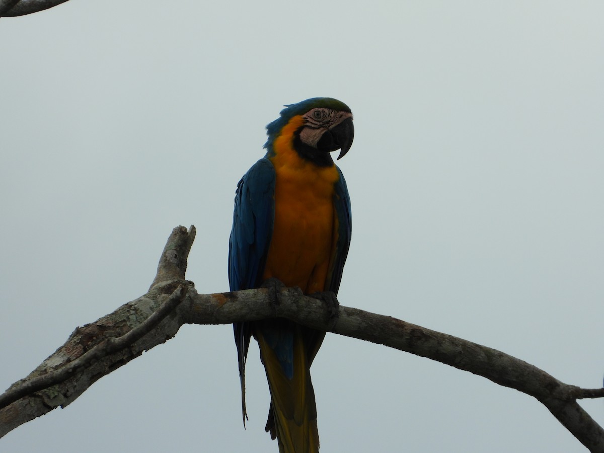 Blue-and-yellow Macaw - Rogerio Eduardo  Almeida Barboza