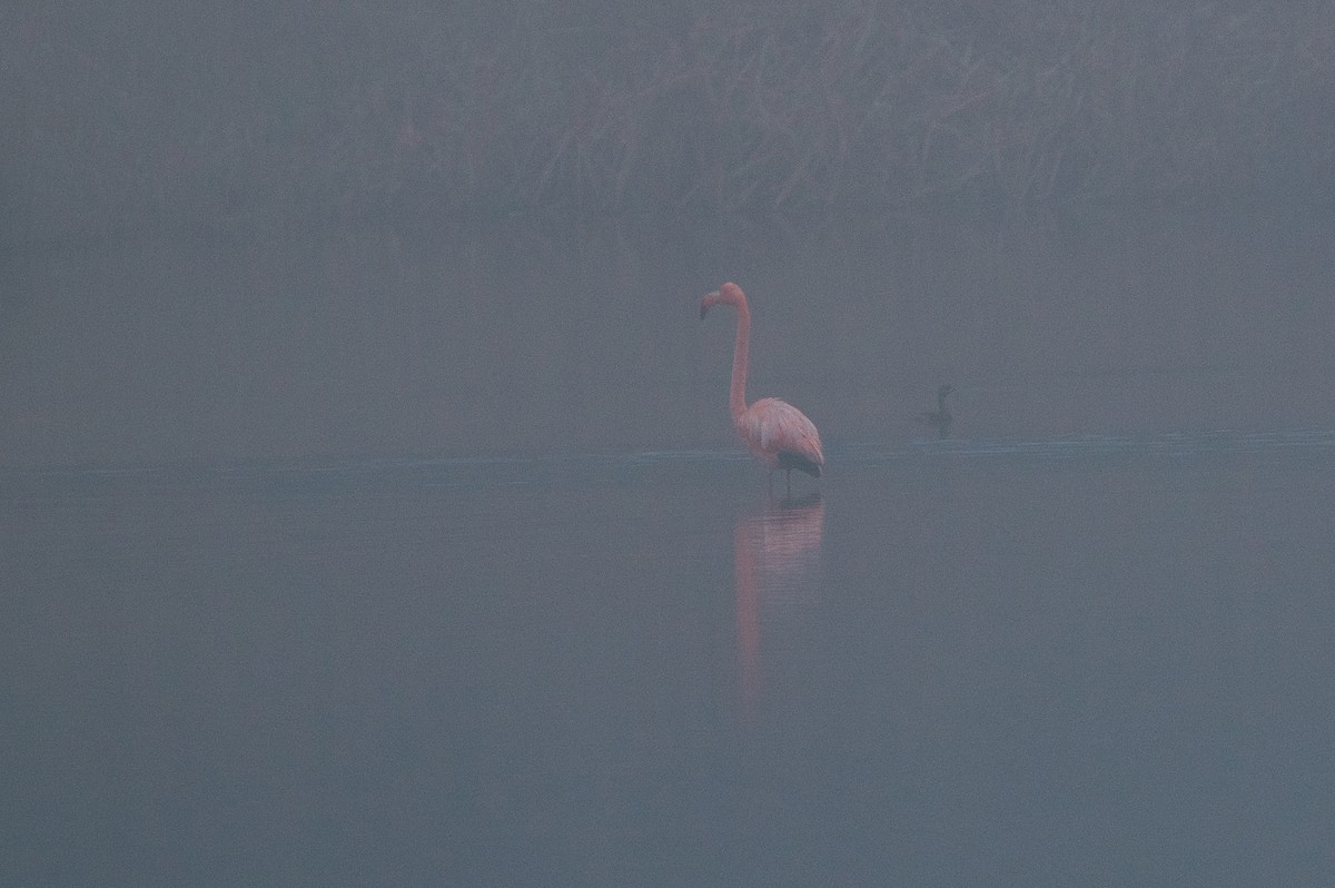 American Flamingo - Susan Markham