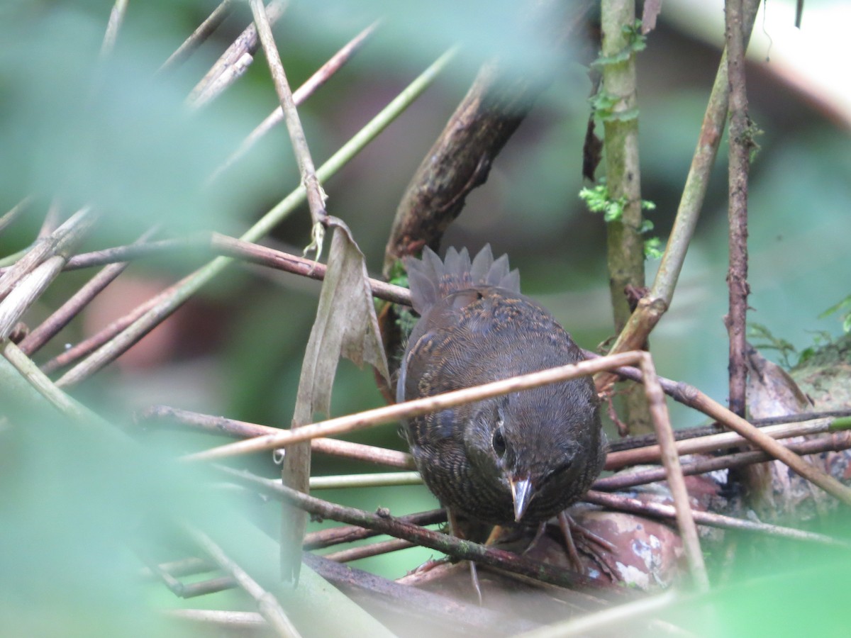 White-breasted Tapaculo - ML614165315