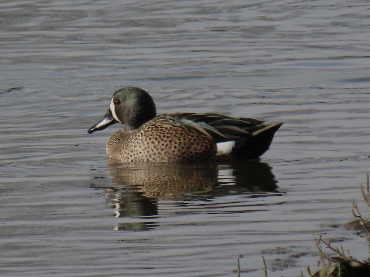 Blue-winged Teal - ML614165357