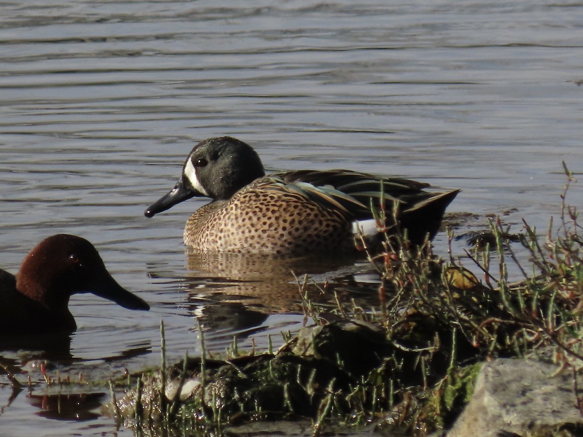 Blue-winged Teal - ML614165358