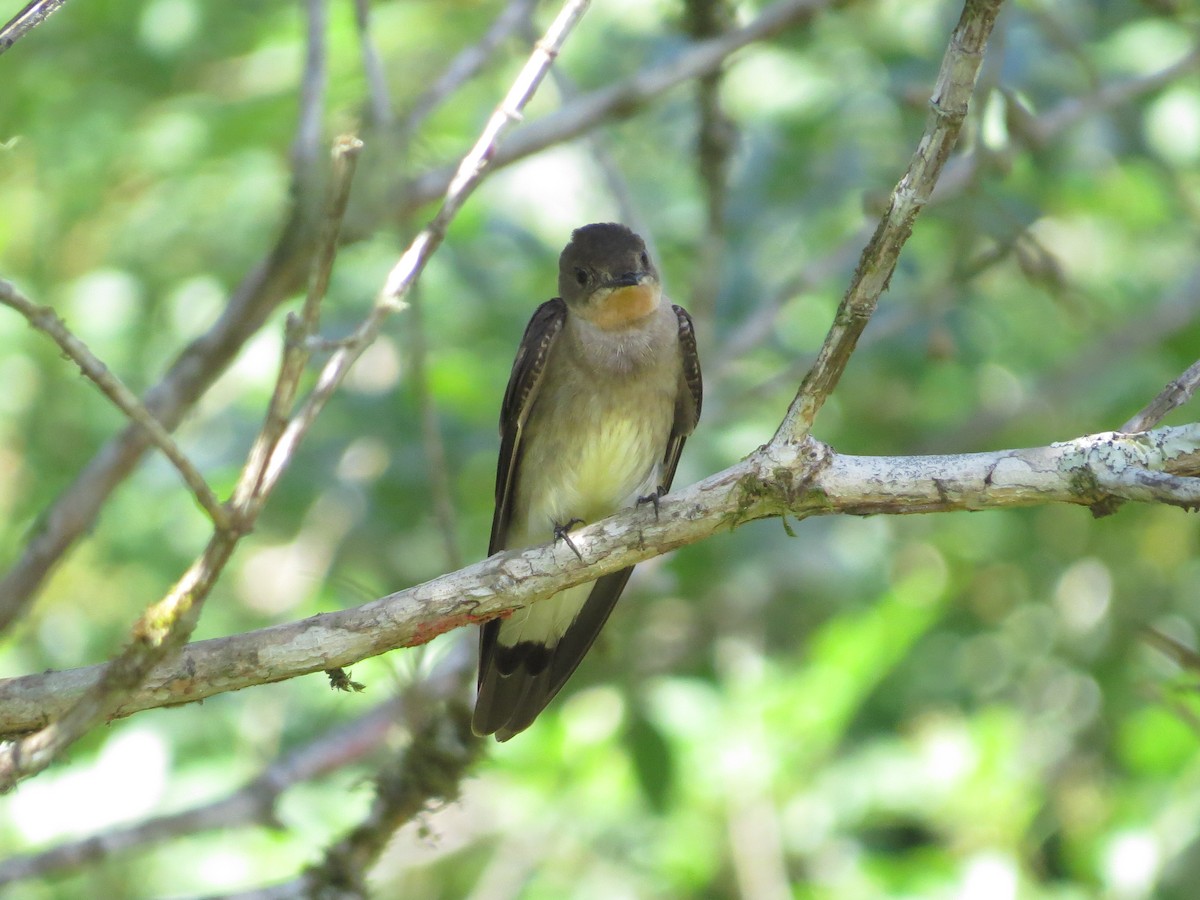 Southern Rough-winged Swallow - Vinicius  Ferarezi