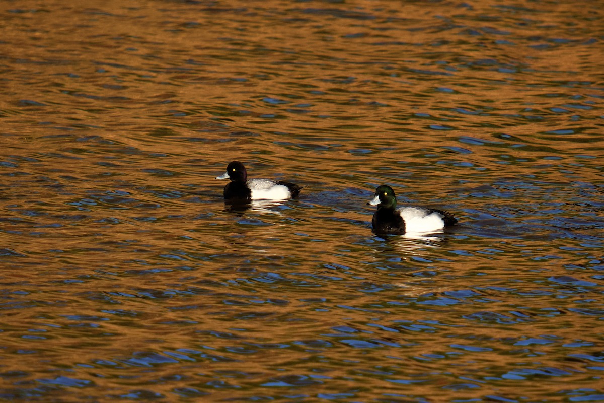 Greater Scaup - ML614165373