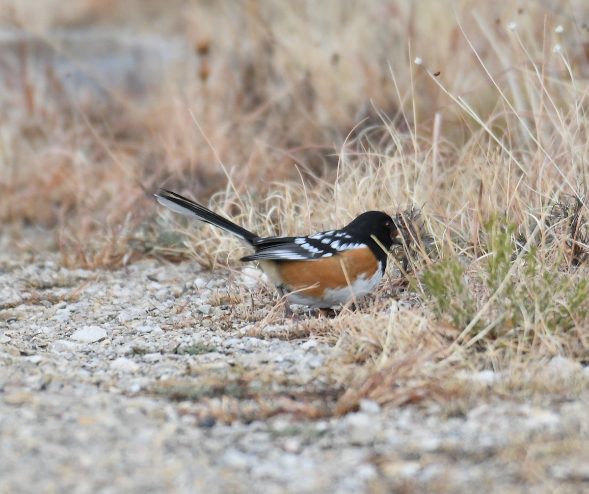 Spotted Towhee - ML614165551