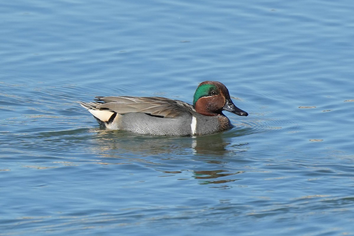 Green-winged Teal - ML614165569