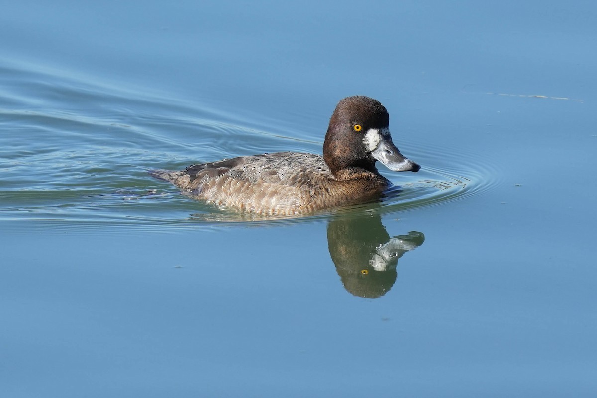 Ring-necked Duck - ML614165585