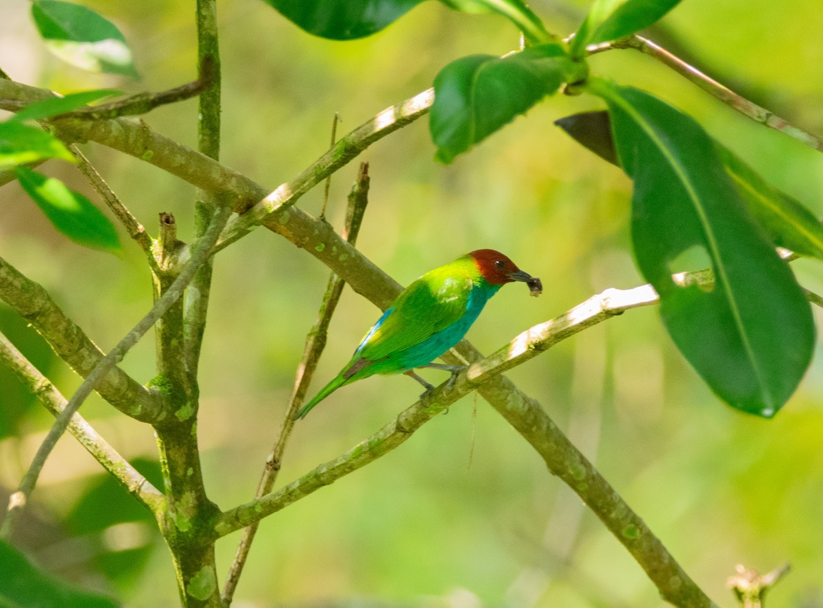 Bay-headed Tanager - ML614165605