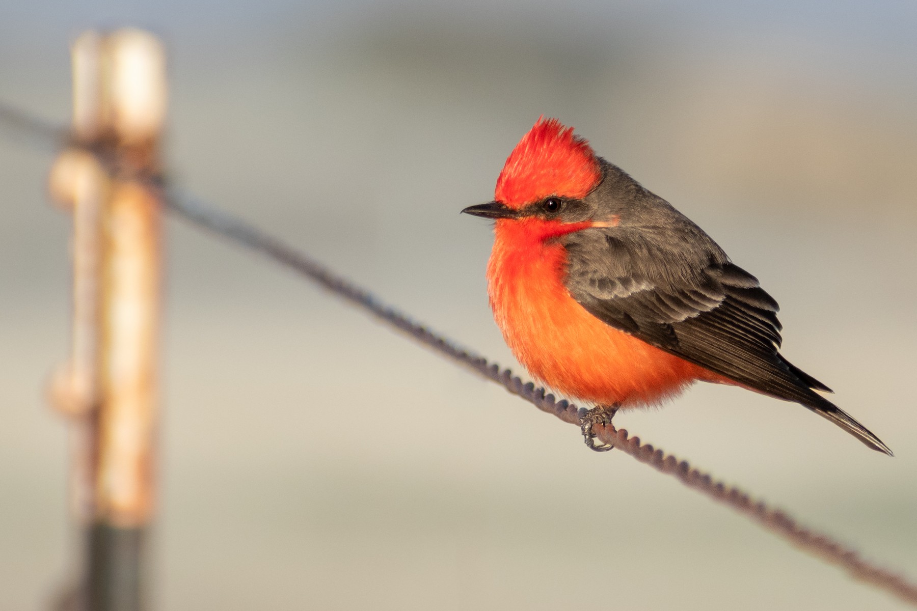 Mosquero Cardenal (grupo mexicanus) - eBird