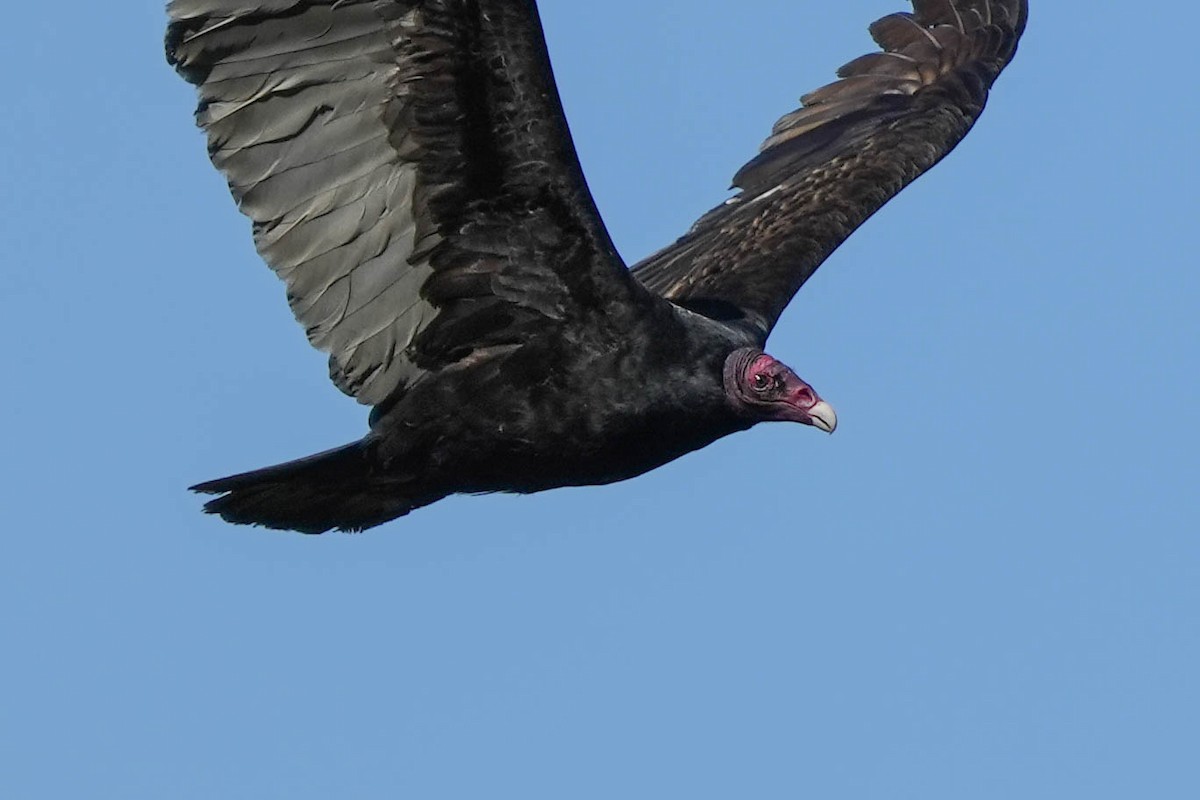 Turkey Vulture - ML614165660