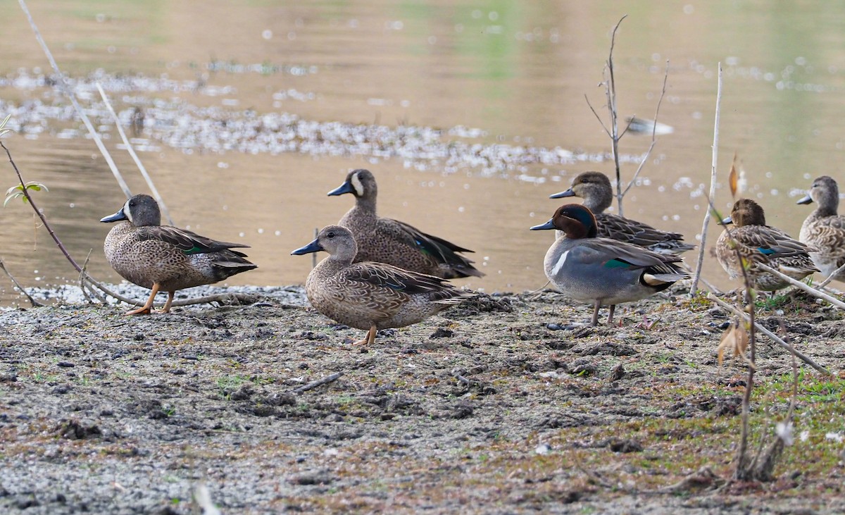 Green-winged Teal - ML614165898