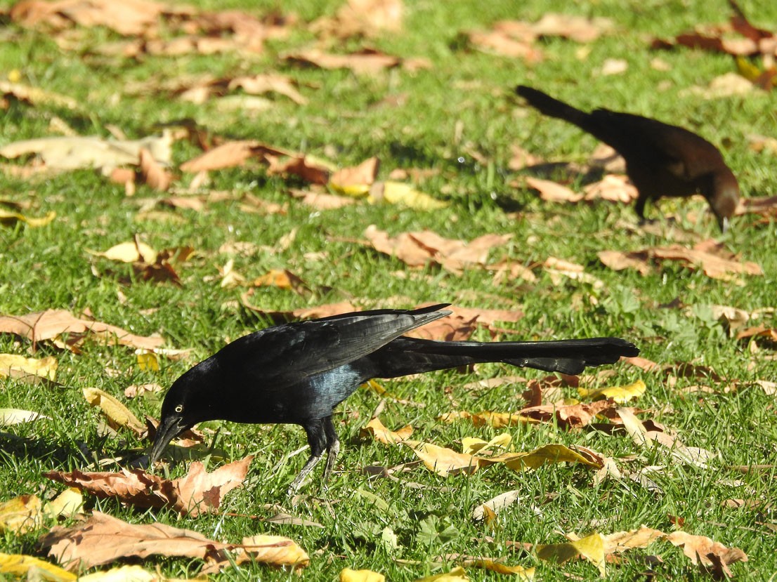Great-tailed Grackle - Kat Halsey