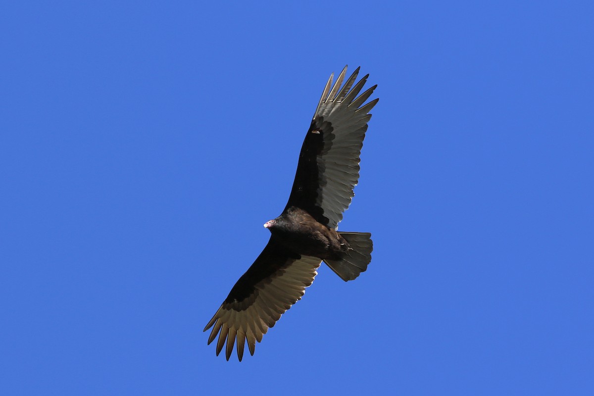 Turkey Vulture - ML614167428