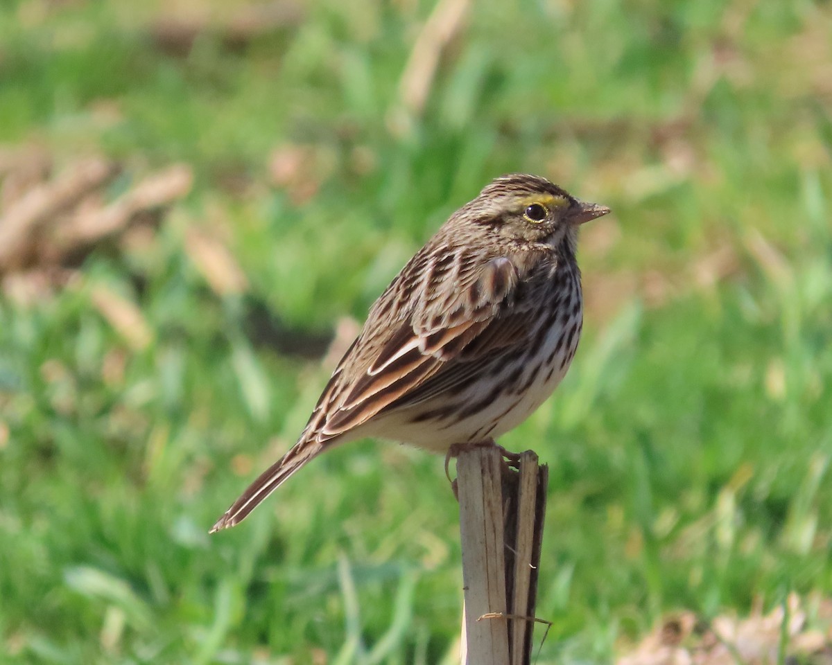 Savannah Sparrow - ML614167601